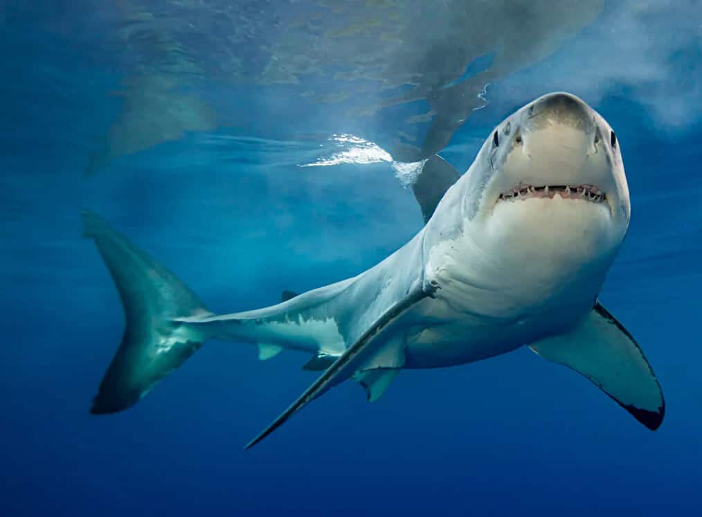 Shark Image 2