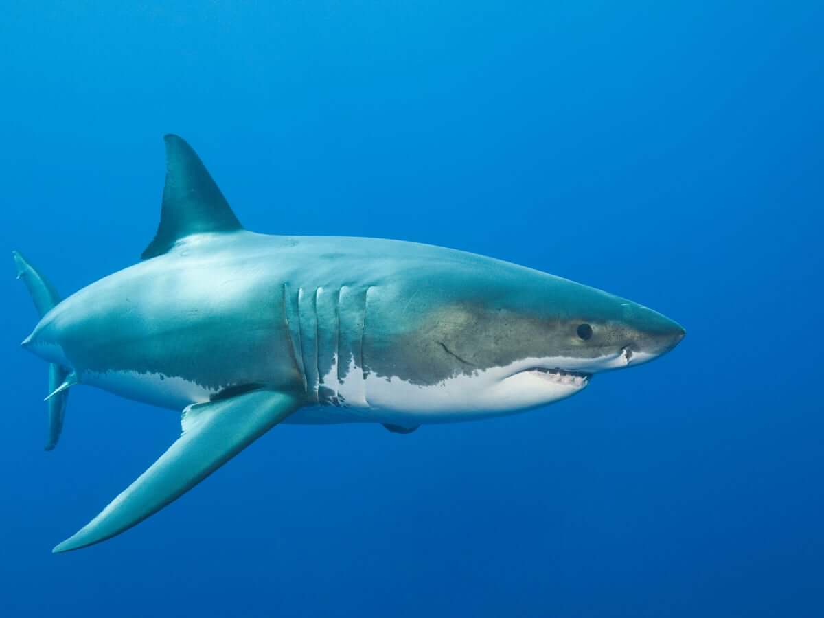 Shark Image 3