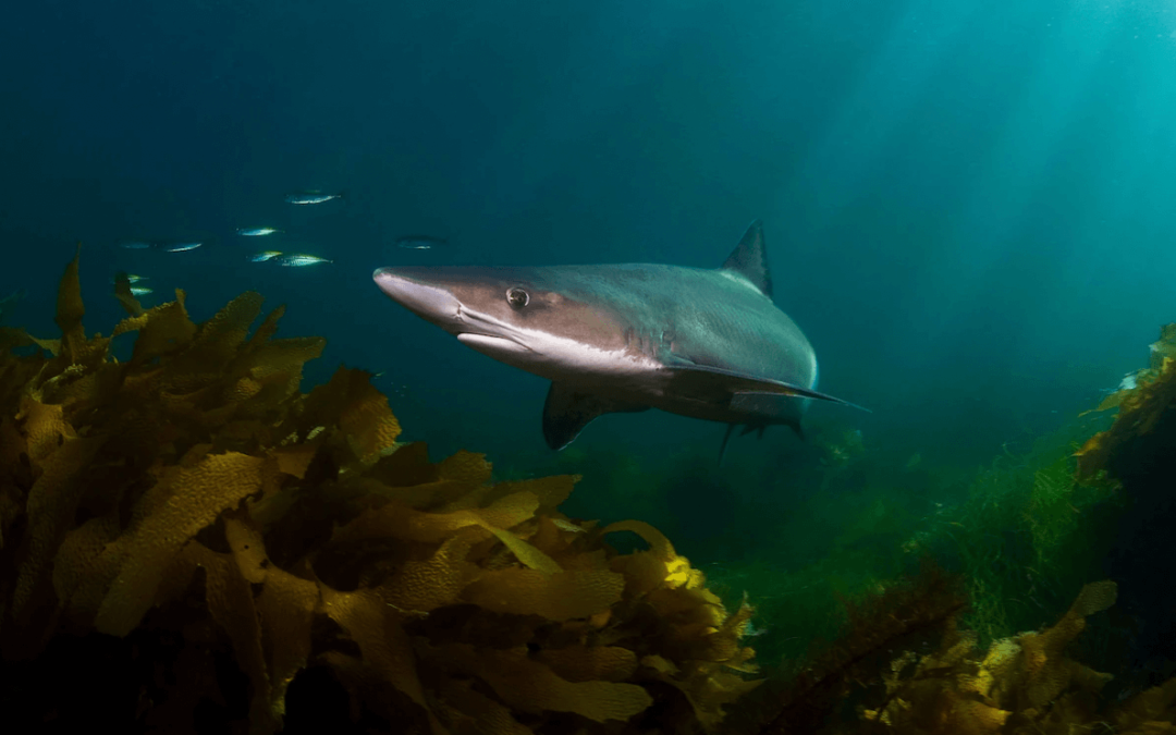 National Geographic: There might be shark in your sunscreen