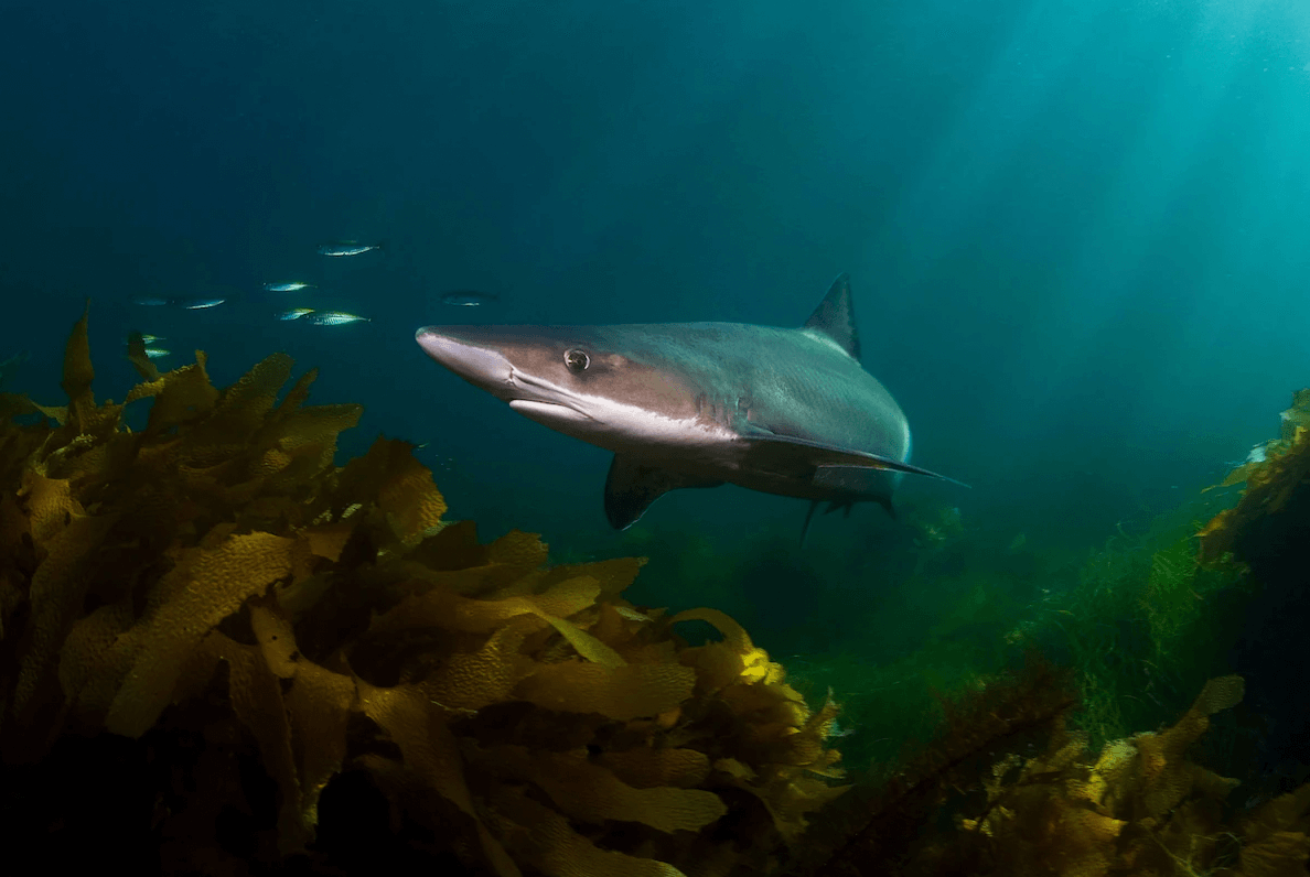 National Geographic: There might be shark in your sunscreen